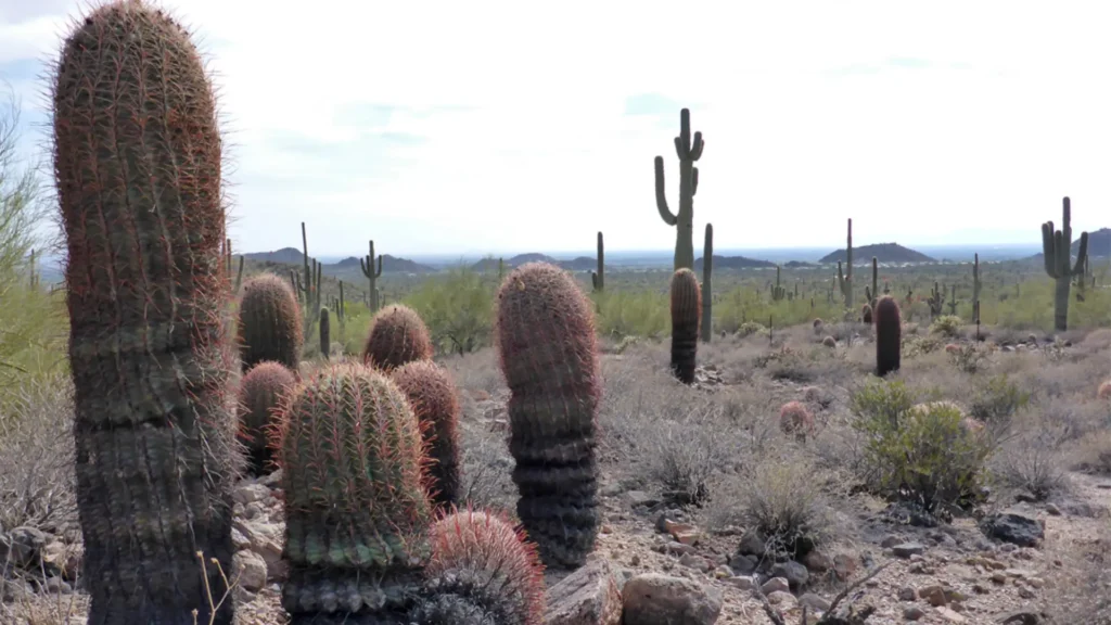 Mesa, AZ